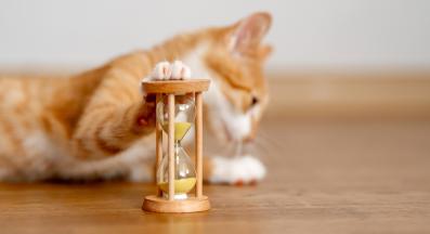 домашна котка