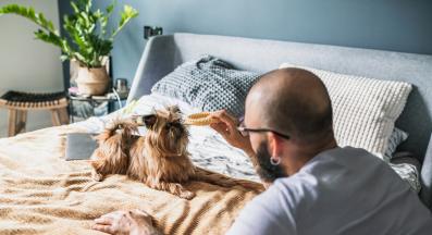 Брюкселски грифон