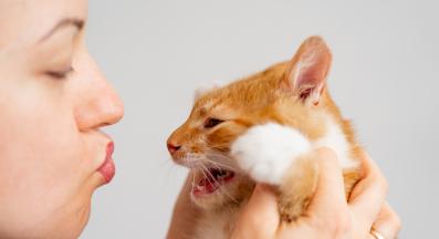 ядосана котка