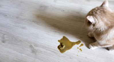 котка повръща