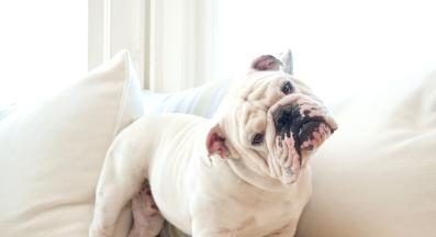 куче накланя глава