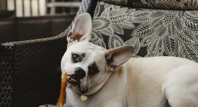 куче накланя глава