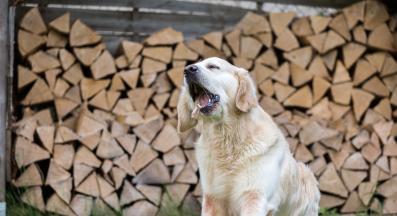 куче повръщане