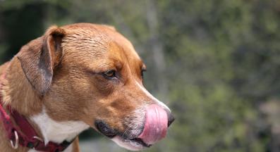 куче повръщане