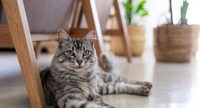 домашна котка