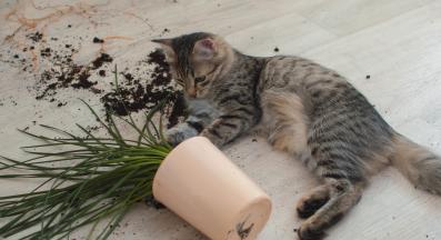 палава котка