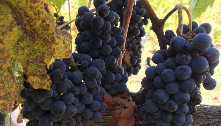 грозде - Агро Телеграф: Прибираме мавруда и слагаме виното