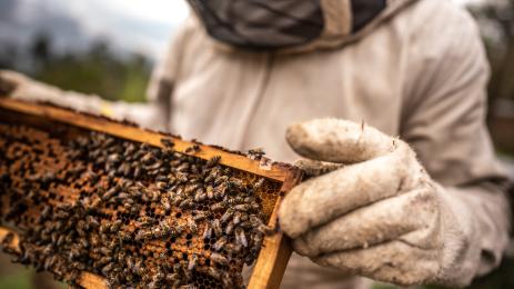 пчелари кошери