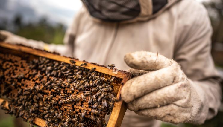 пчелари кошери - Агро Телеграф: Млади пчелари сглобяват кошери и дегустират мед