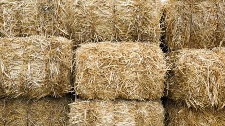 слама