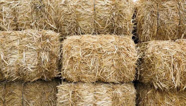 слама - Агро Телеграф: Тествайте сламата, преди да я ползвате за мулч.