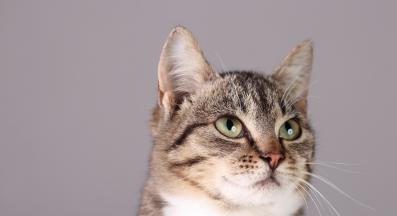 домашна котка