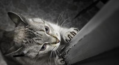 домашна котка