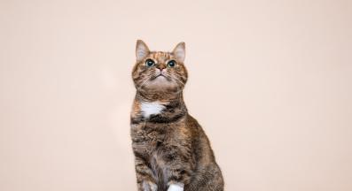 домашна котка