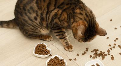 котка се храни