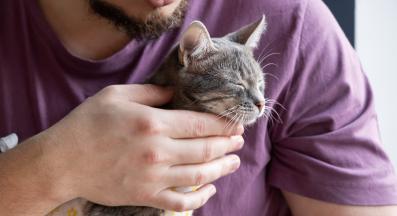 домашна котка