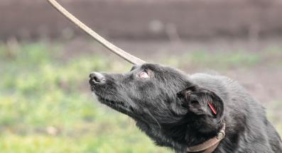 куче наежване