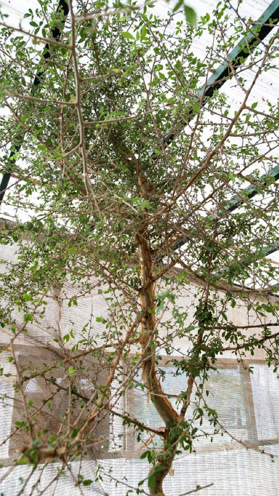 чудеса и вяра