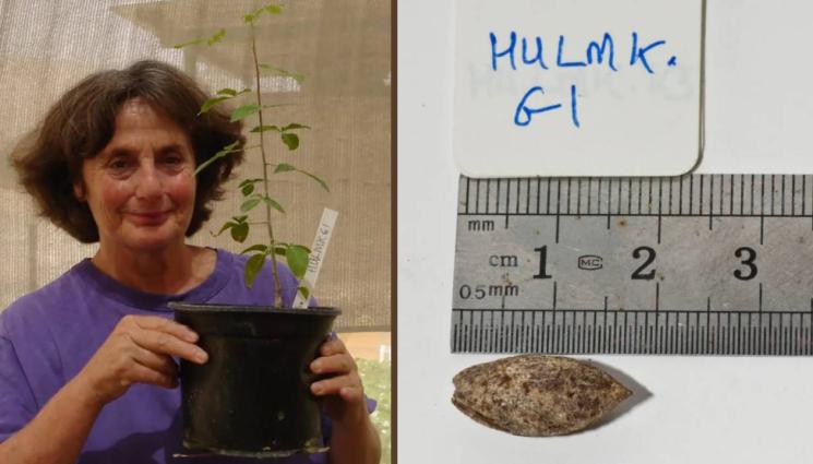 чудеса и вяра - ЧУДЕСА И ВЯРА: Изчезнало библейско дърво лекува рак поникна пак от една семка на 1000 г. (СНИМКА)