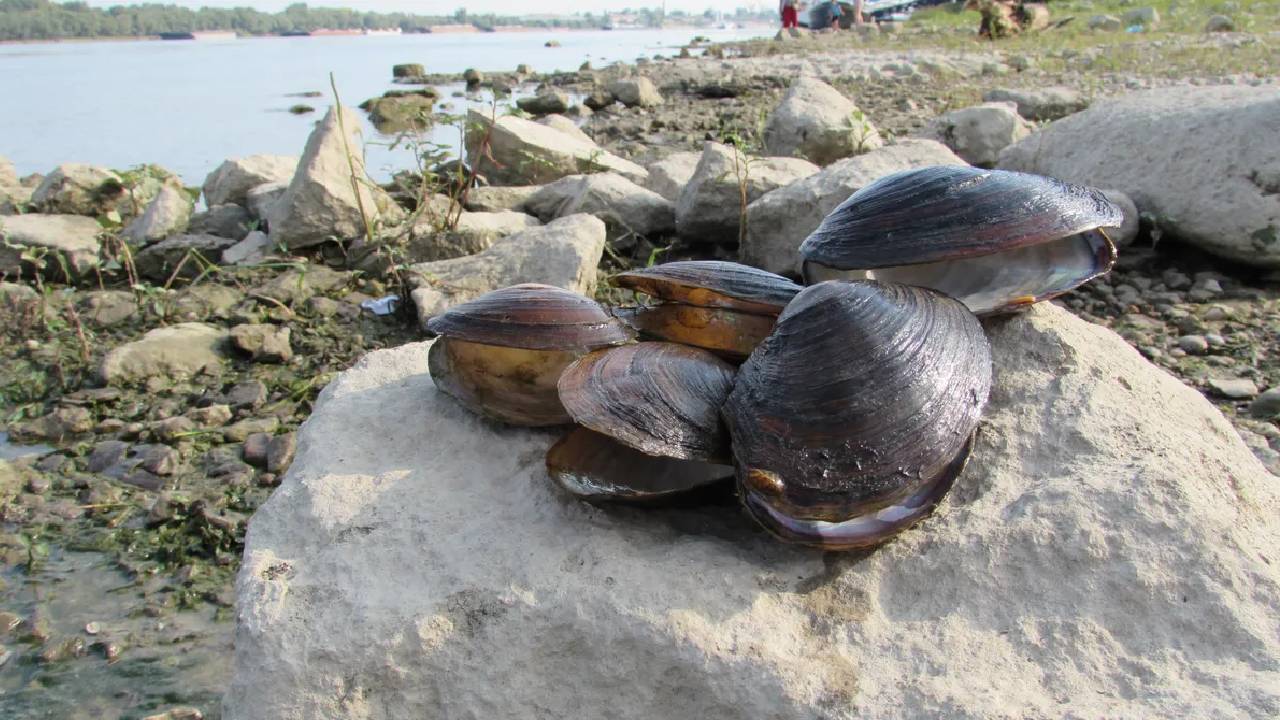 Черно море мида