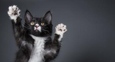 котешки лапи