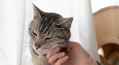 домашна котка