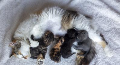 майка и малки котенца