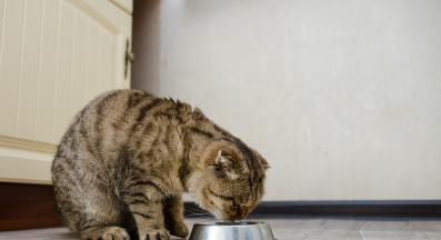 домашна котка