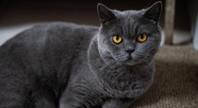 породиста котка