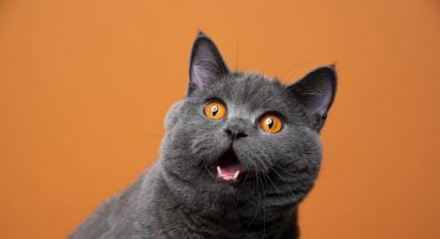 домашна котка