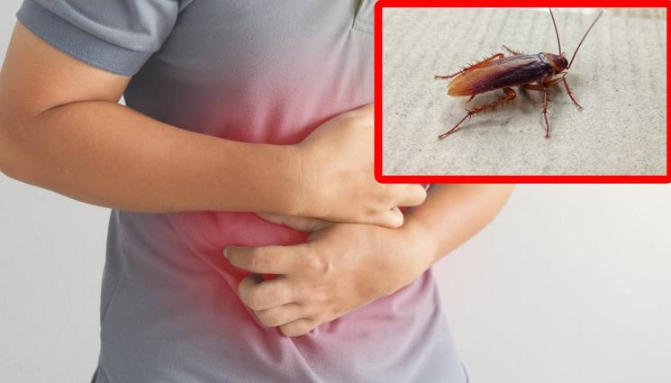 хлебарка - ОТВРАТИТЕЛНО: Откриха жива хлебарка в корема на мъж!