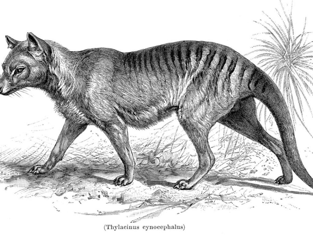 Тасманийският тигър който някога е дебнел в горите на Тасмания може да