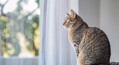 котка наблюдава