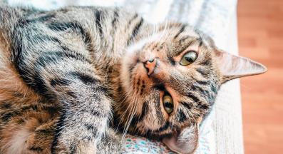 домашна котка