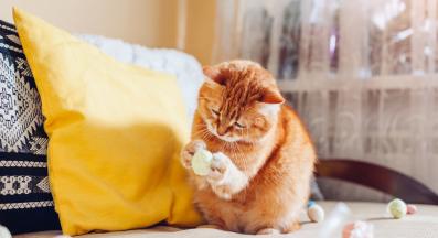 котка играе