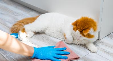 почистване след котка