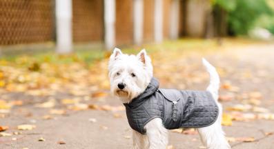 куче дъждобран