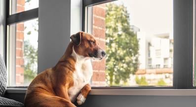 куче само вкъщи