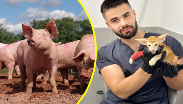 прасенца - ТРИХИНЕЛОЗАТА в свинското месо - риск за хората!