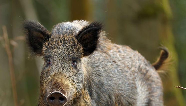 диво прасе - Историята на Иисус от Ловешкия край - наслука на вълшебния стрелец!