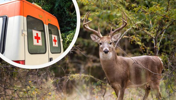 елен - СВИРЕПА АТАКА: Елен нападна и уби мъж!