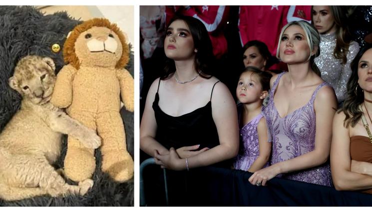 Канело Алварес - Нападат щерката на Канело Алварес заради лъвче