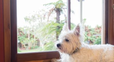 куче тревожност при раздяла