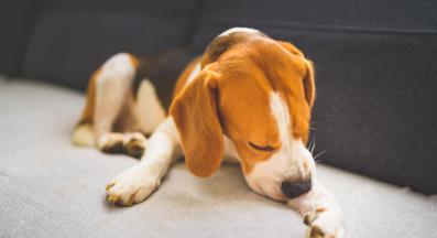 куче сърбеж