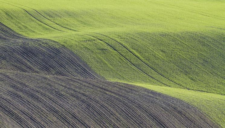 пшеница - Агро Телеграф: Обследваме рапицата за вредители
