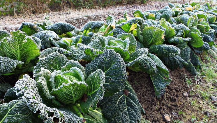 слана - Агро Телеграф: Край на застраховането срещу есенни слани