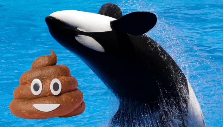 dd - КАЛНА БАНЯ: Косатка опръска с фекалии публика по време на шоу (ВИДЕО)