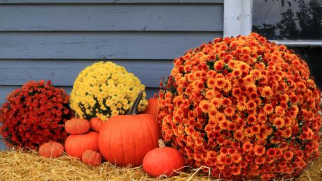 тиква кашпа хризантеми