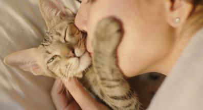 домашна котка