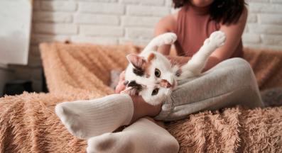 домашна котка